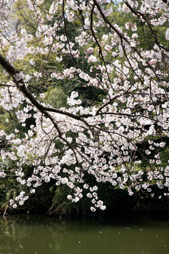 高岡古城公園の桜⑩