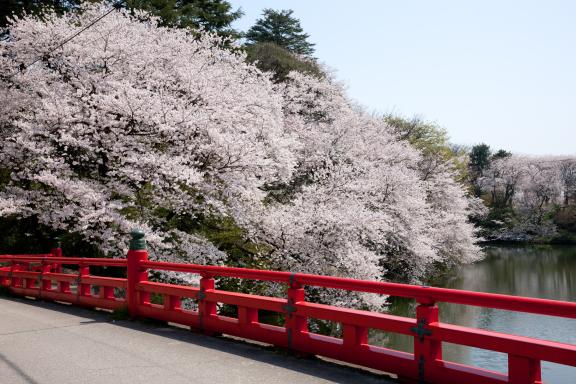 高岡古城公園の桜⑪