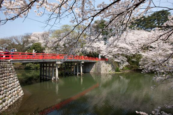 高岡古城公園の桜⑬