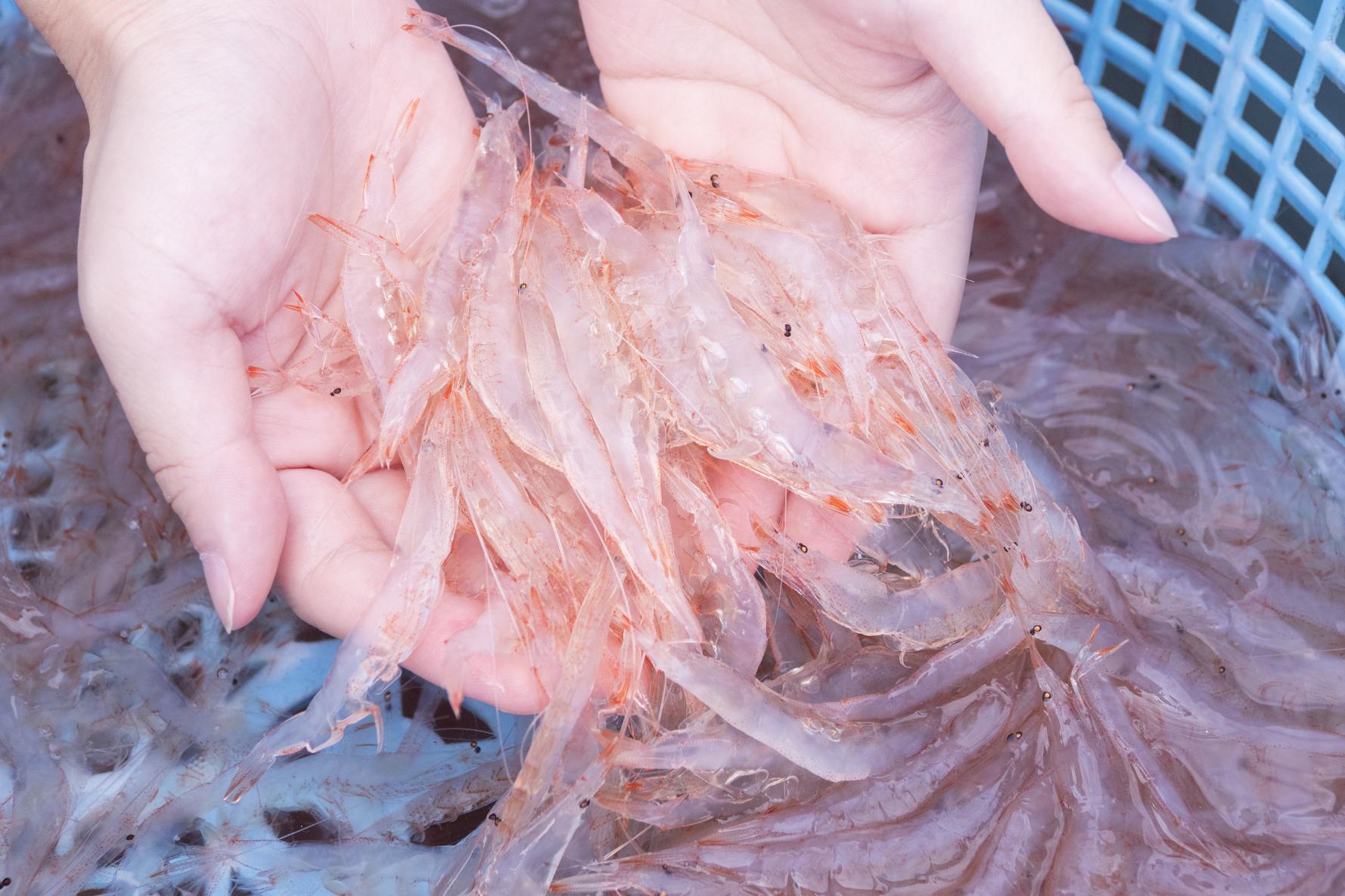 五感で味わう農山漁村
