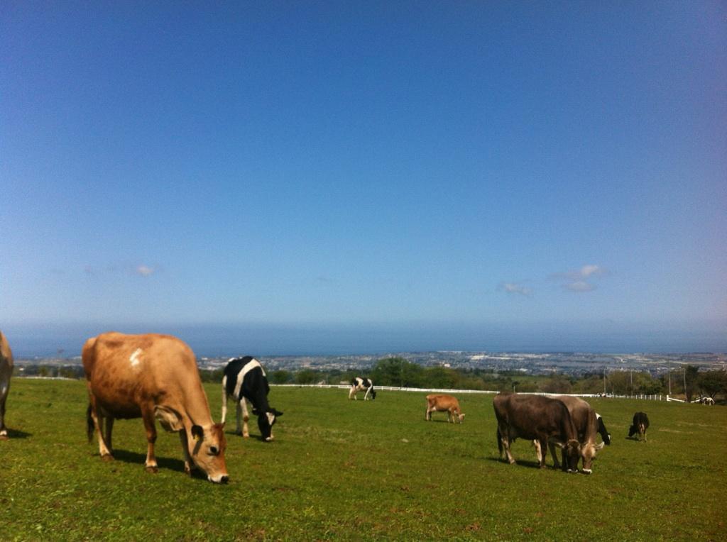 新鮮な牛乳と地元のフルーツを使ったコラボスイーツ＆バター・アイスクリームの手作り体験