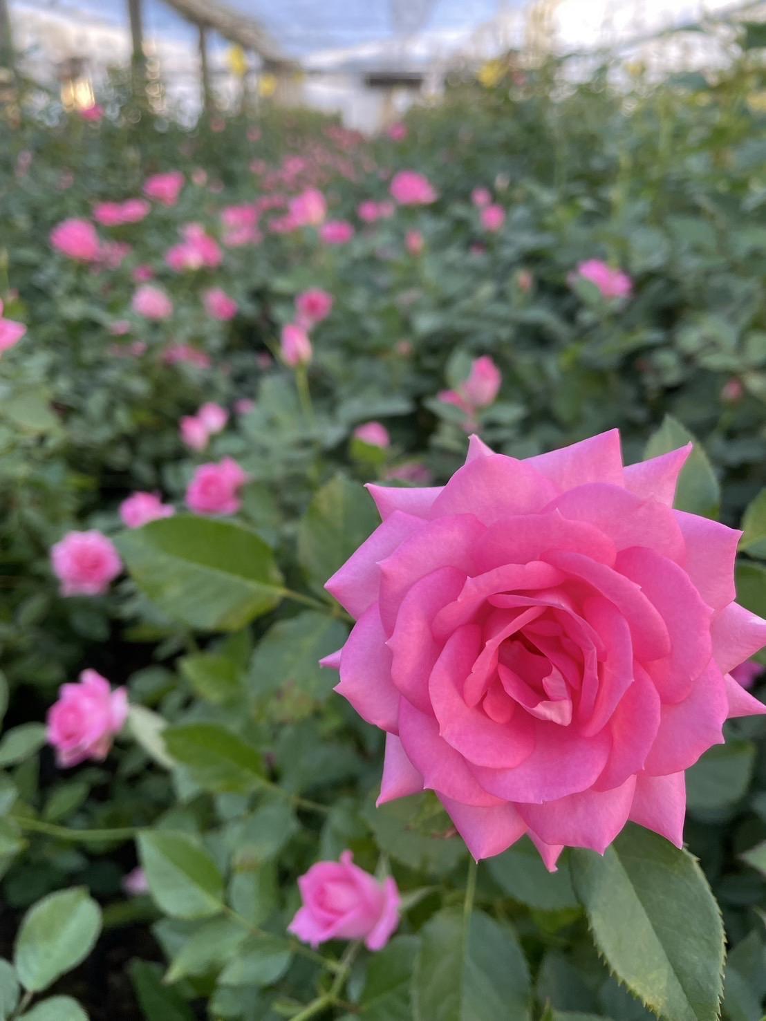 農家直営レストラン・体験施設３選！