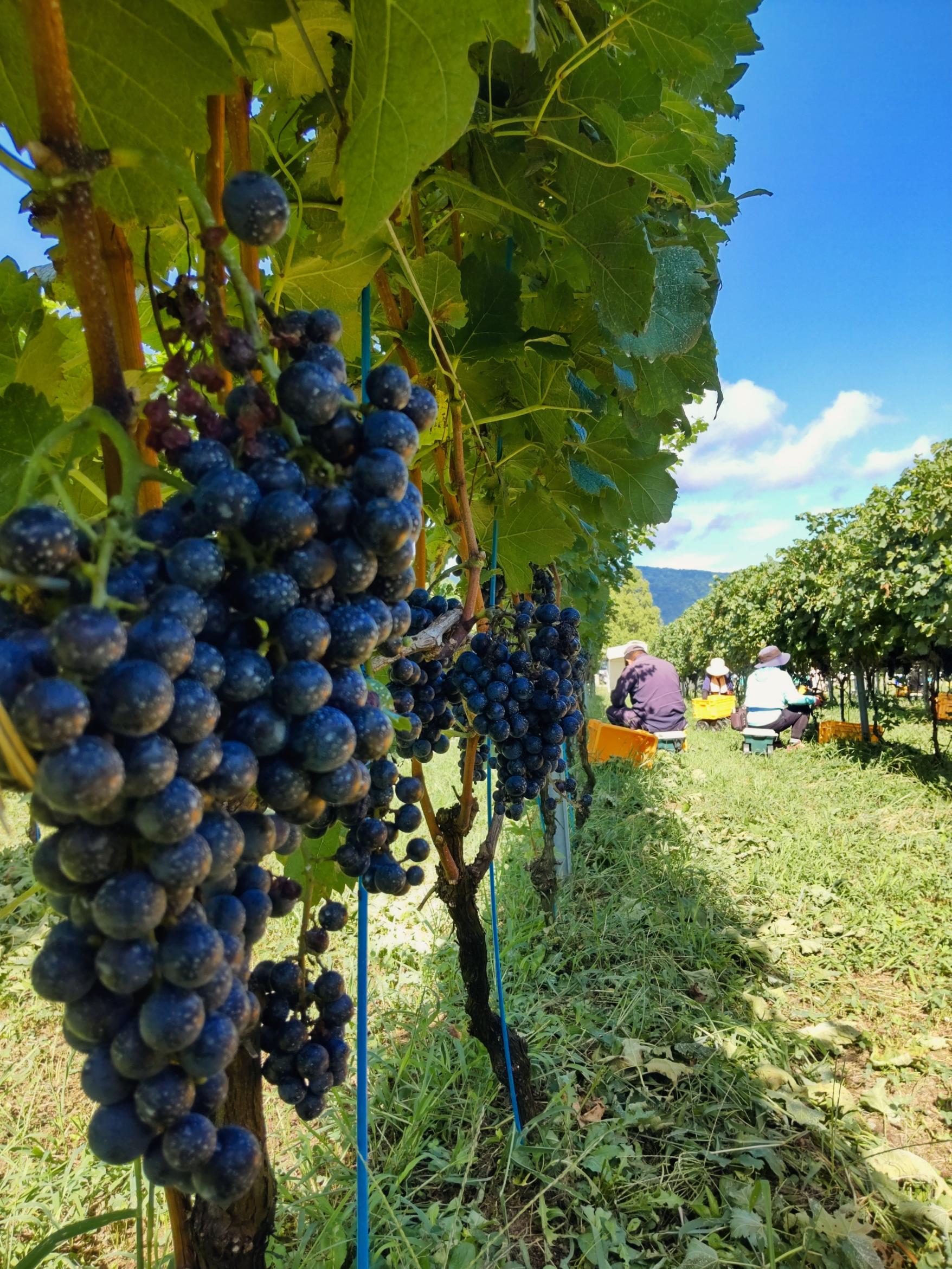 自然の実りを収穫