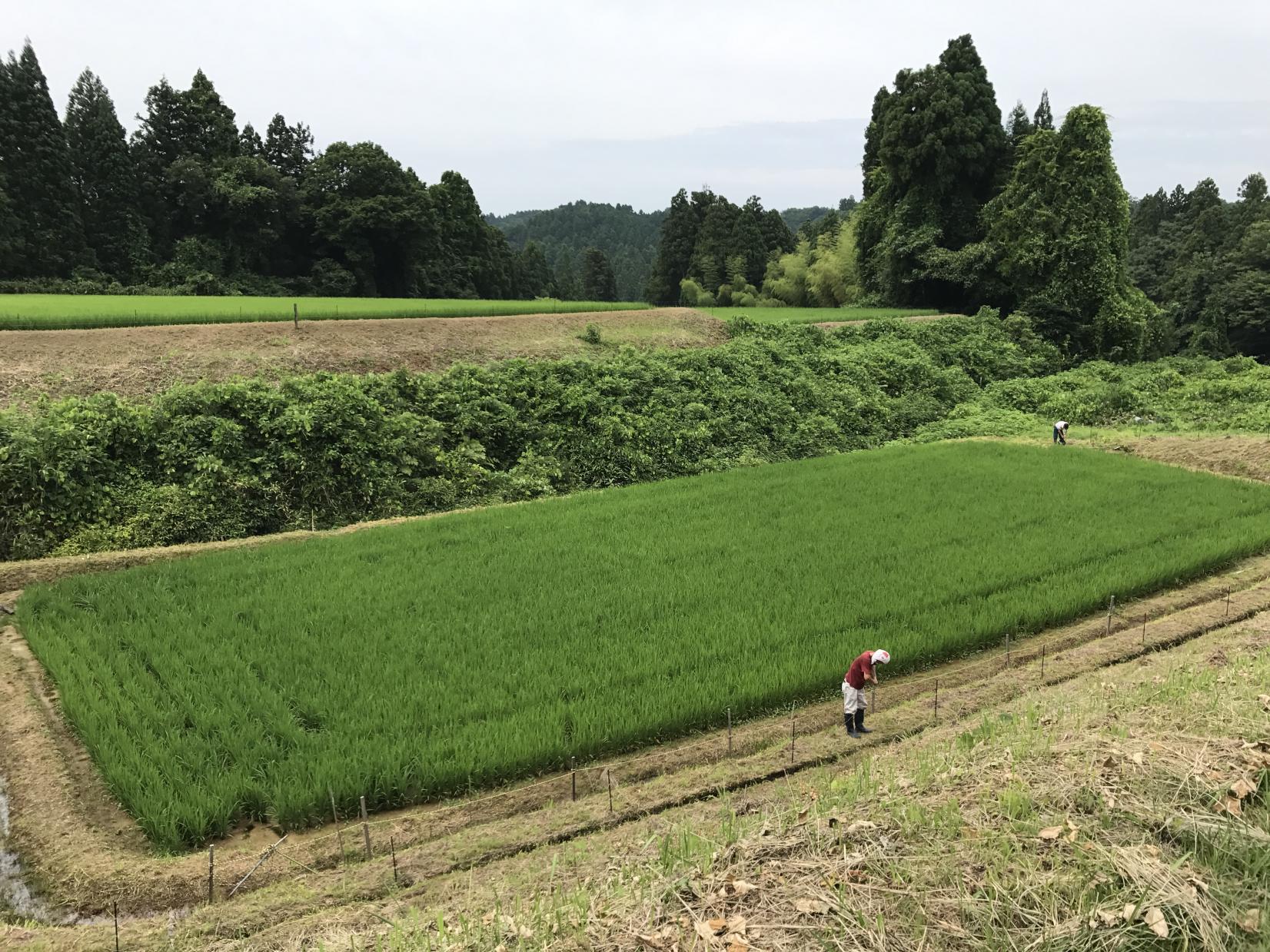 【2025年12月7日（日）開催】美味しいお米を守った！電気柵撤収ボランティアin砺波市東別所下村