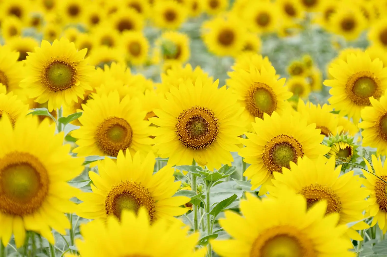 夏は富山で楽しもう！