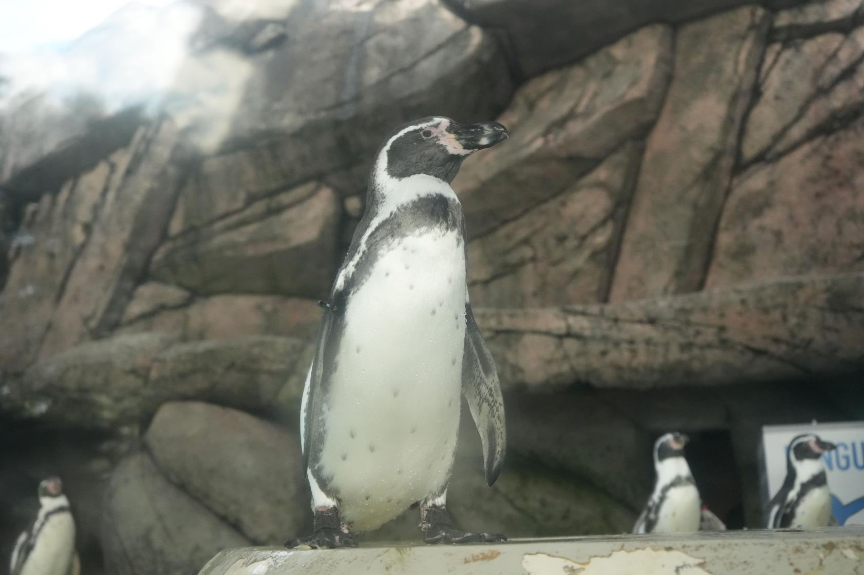「魚津水族館」にも行ってみよう！-2