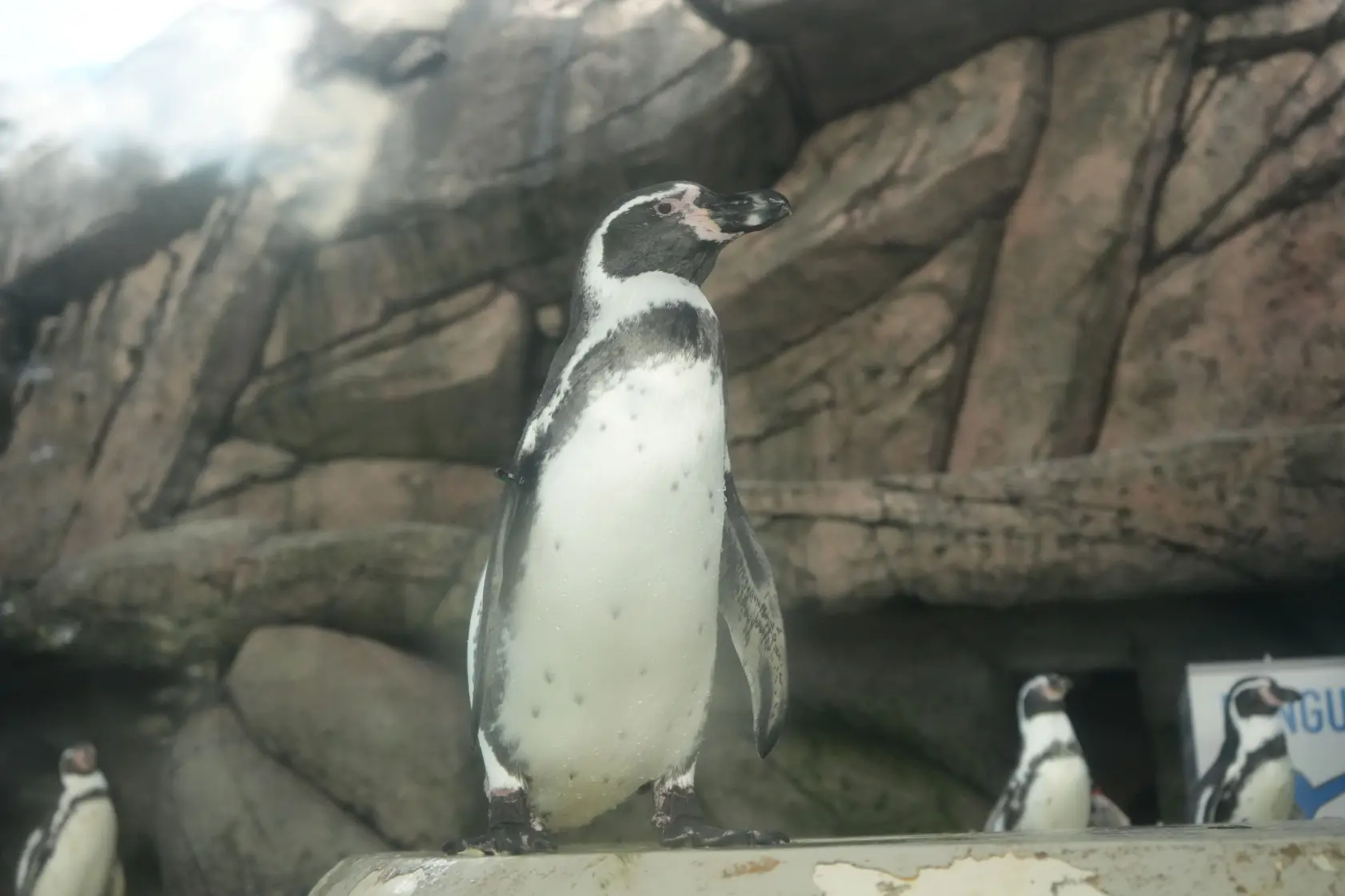 「魚津水族館」にも行ってみよう！-2