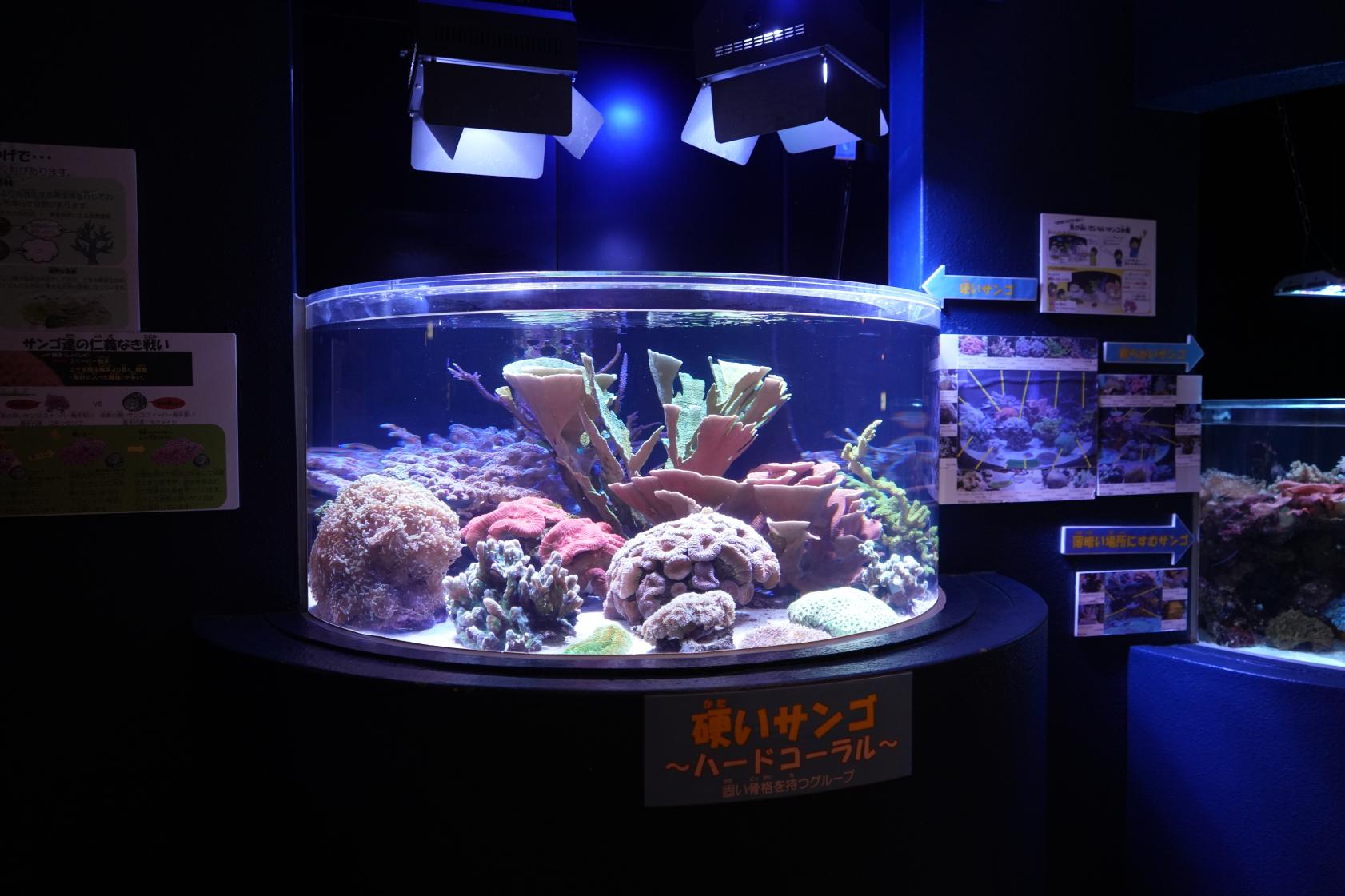 「魚津水族館」にも行ってみよう！-3