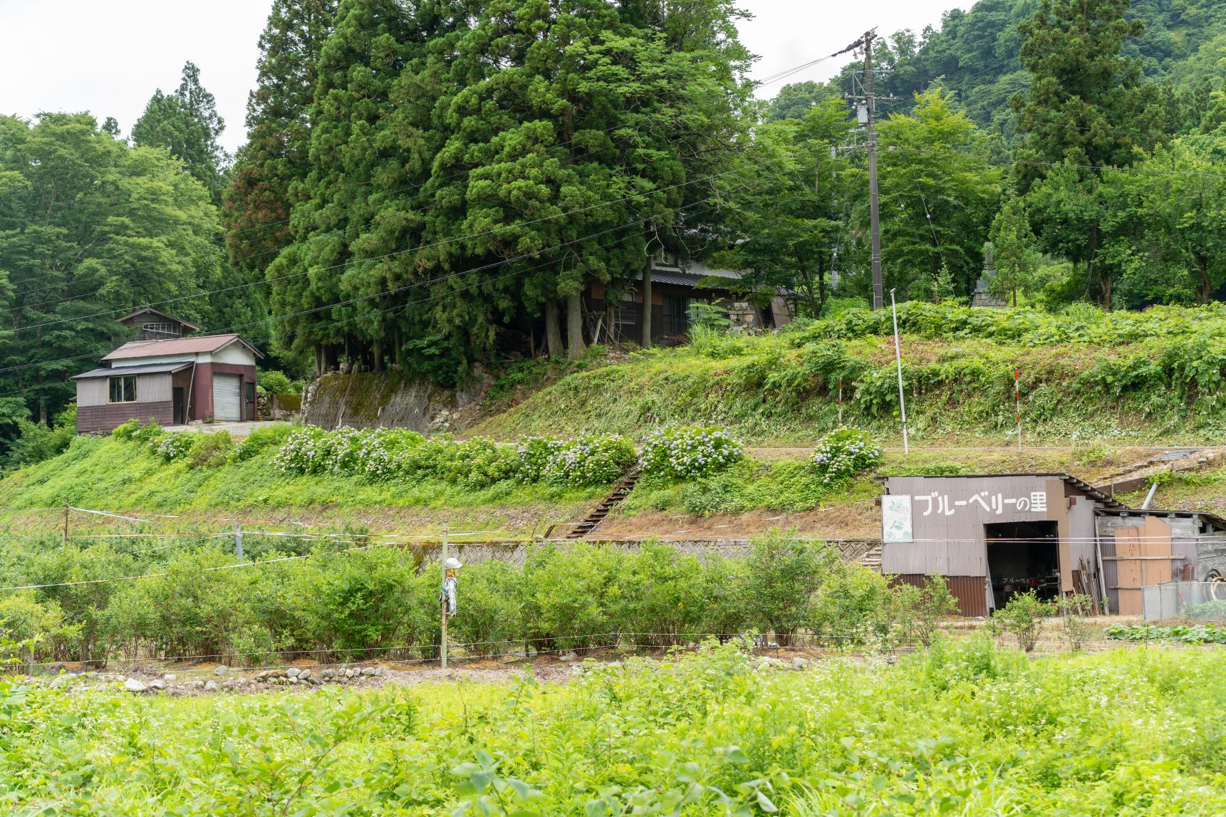 富山の秘境・大長谷にある「井上農園 ブルーベリーの里」-0