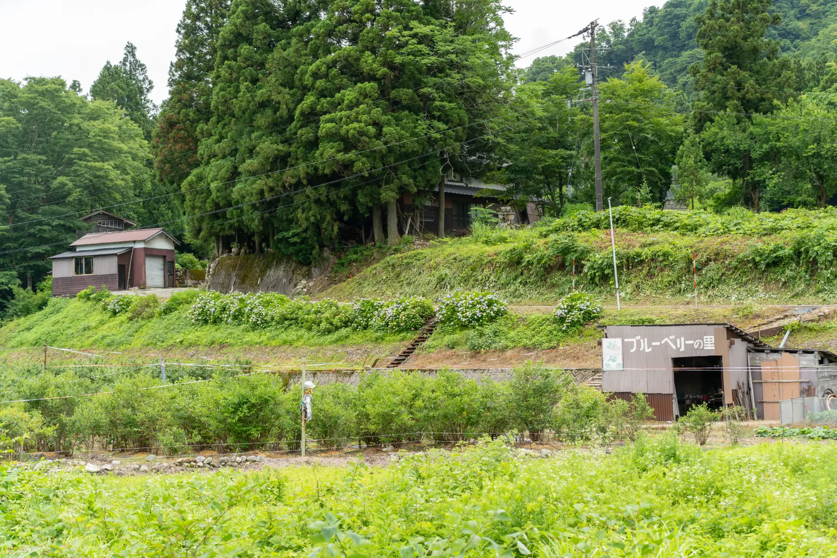 富山の秘境・大長谷にある「井上農園 ブルーベリーの里」-0