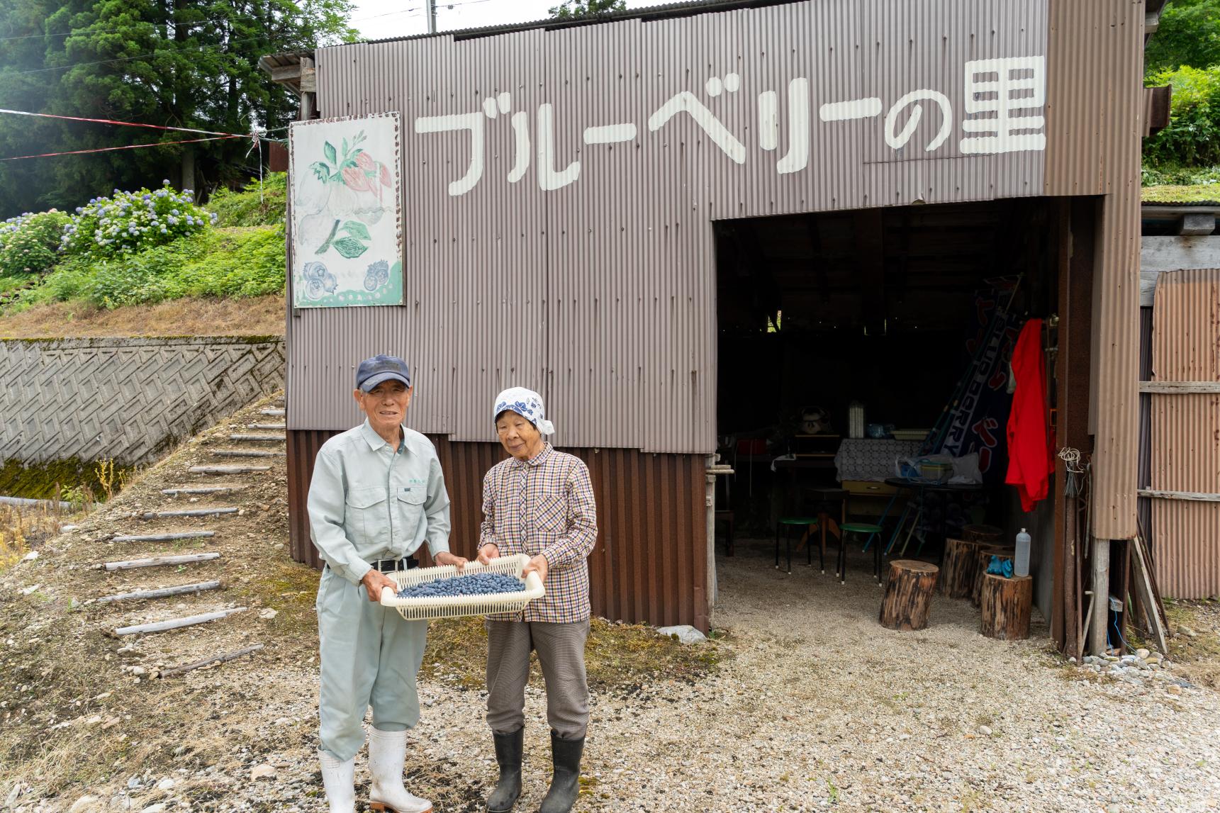 80代現役のご夫妻が愛情を注ぐブルーベリー-0