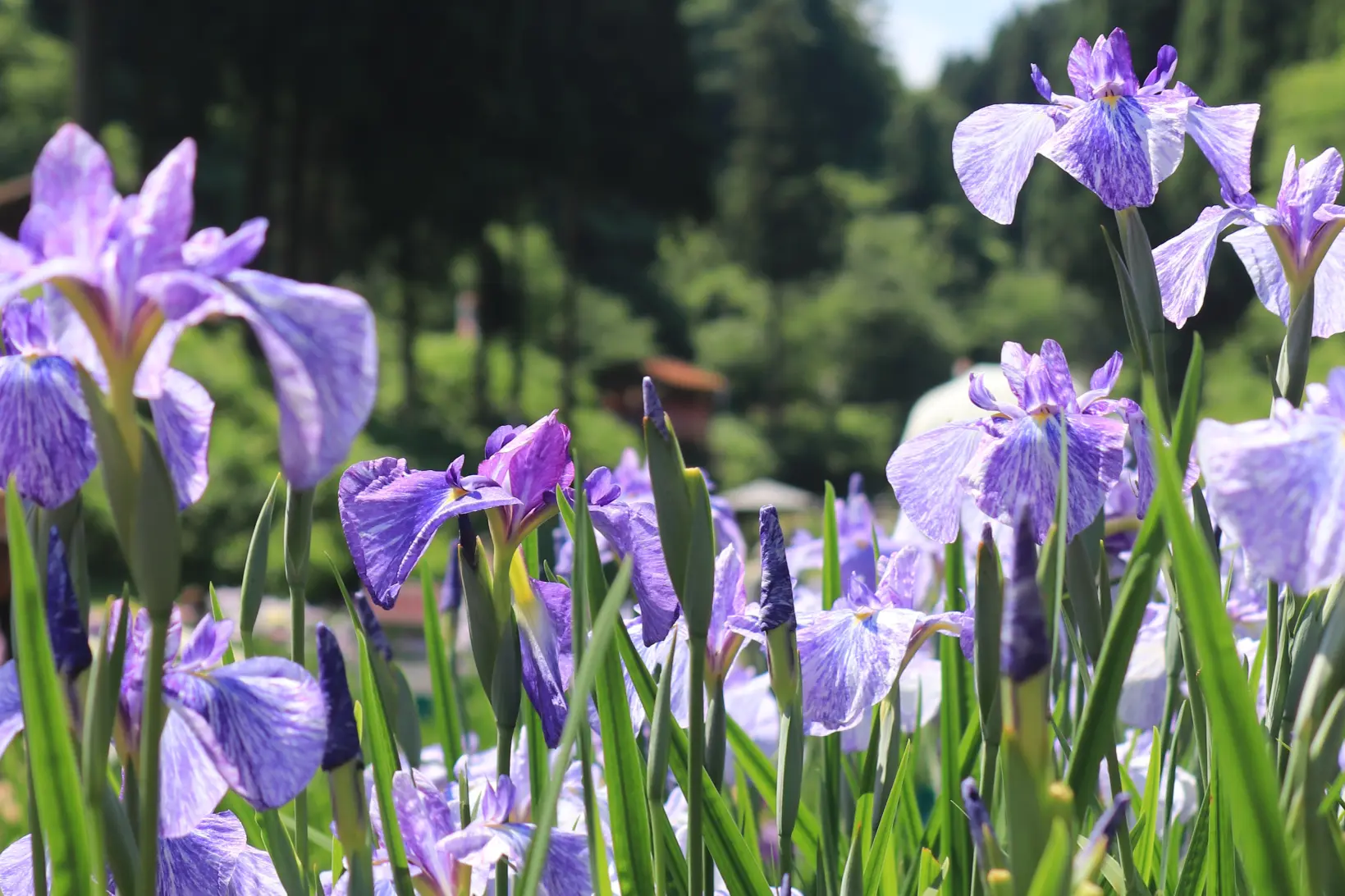 1、全長1キロにわたる花しょうぶ園-1