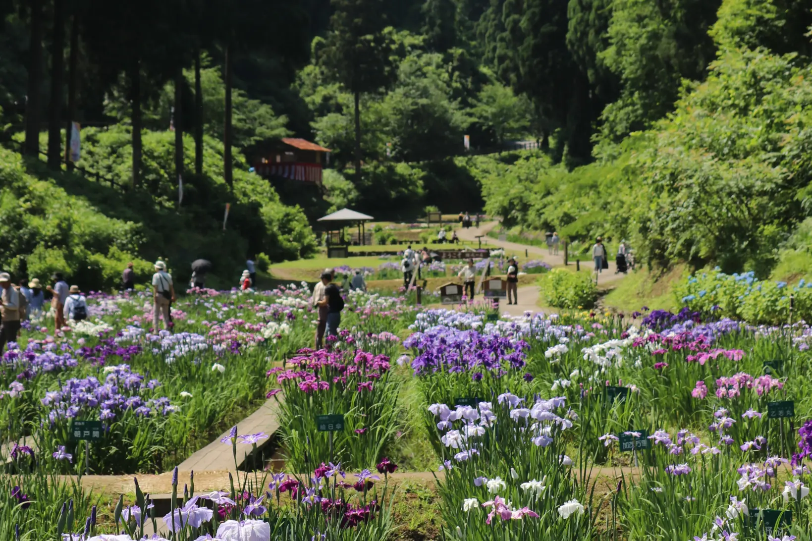 1、全長1キロにわたる花しょうぶ園-0