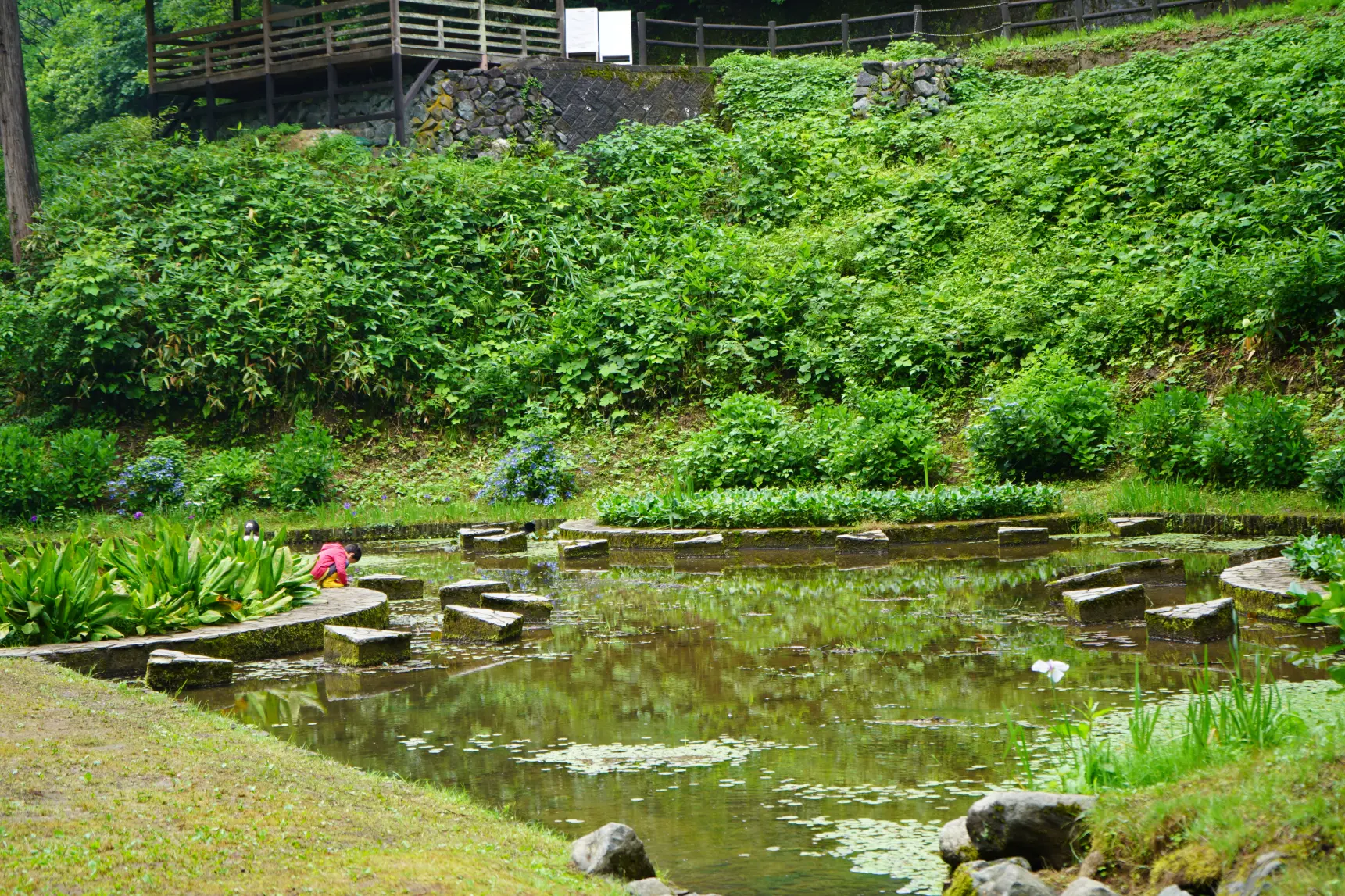 5、池は生き物の宝庫だった！-0
