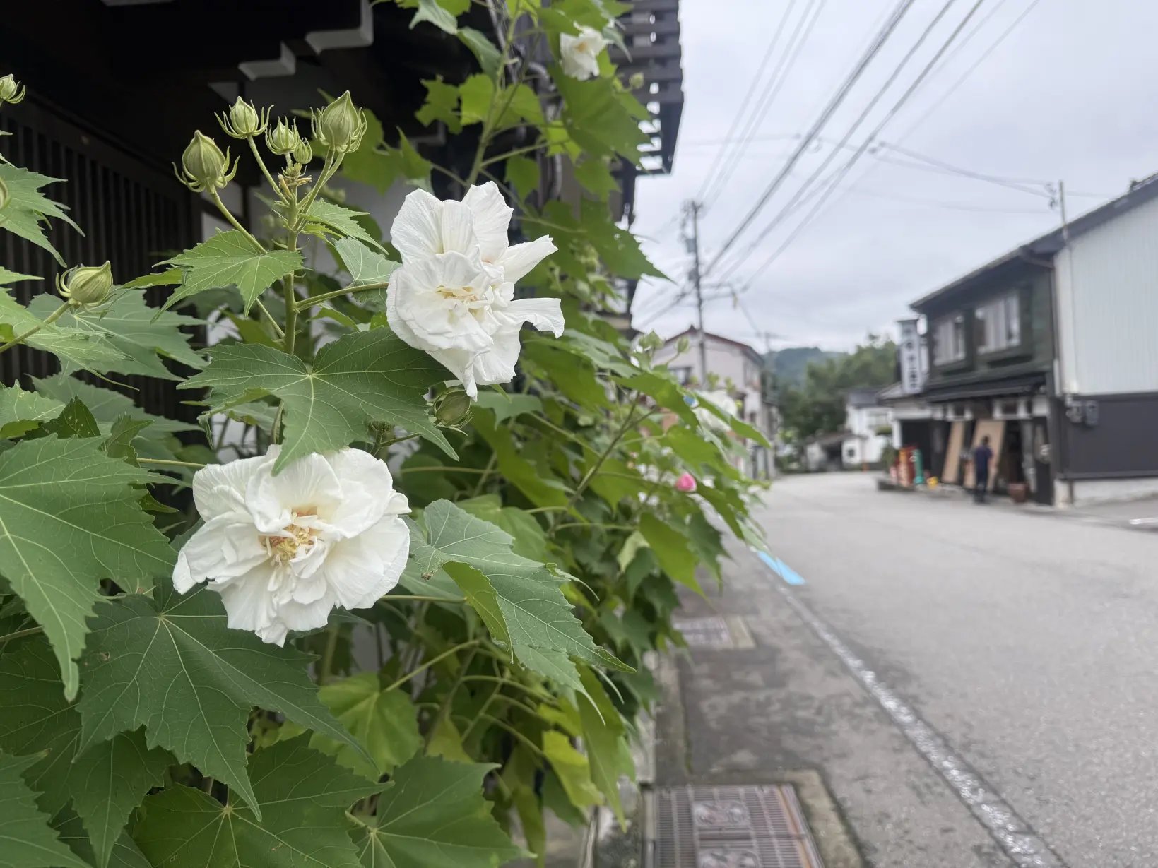 「おわら風の盆」と一緒に楽しみたい、八尾の味と風土-0