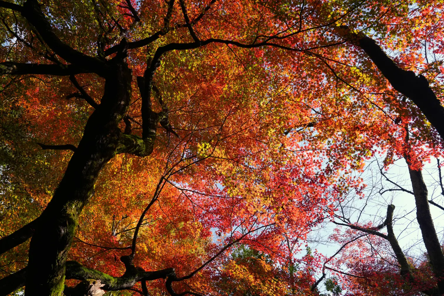 秋は紅葉！【見頃：11月中旬～下旬ごろ】-0