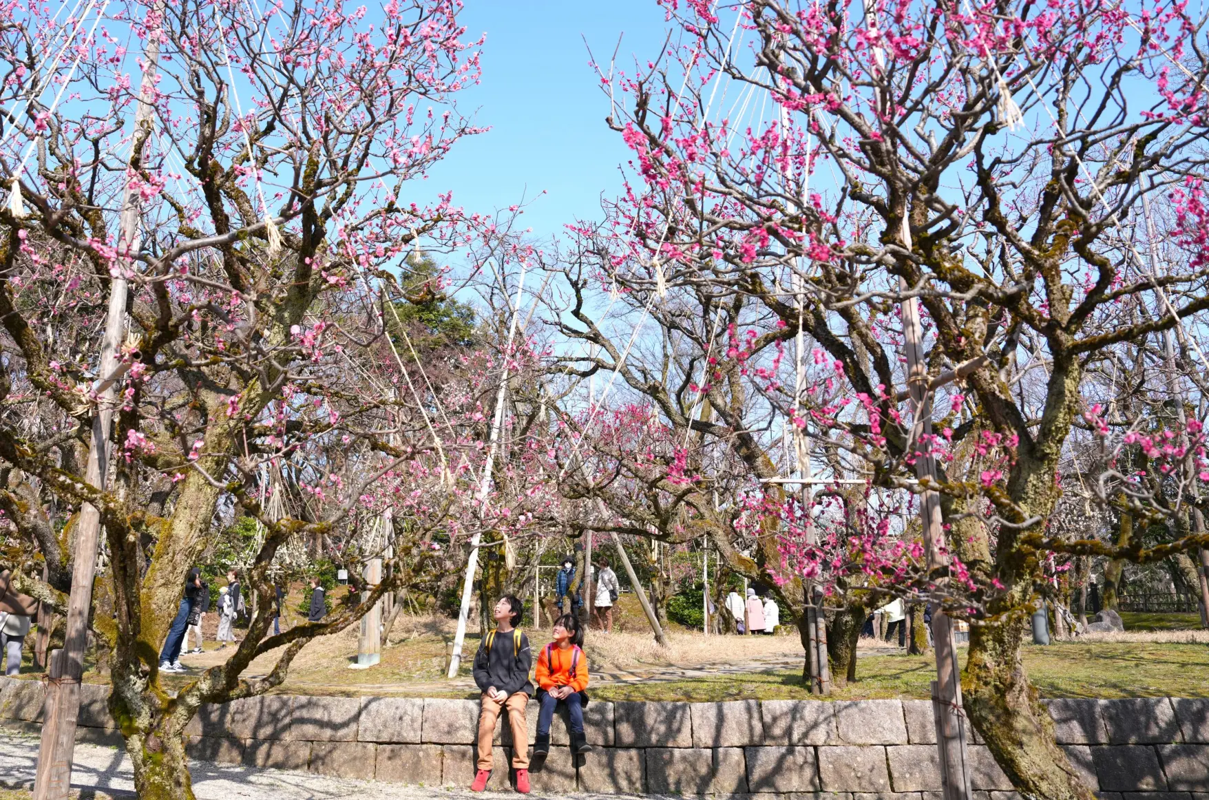 早春は梅！【時期： 2月下旬～３月上旬頃】-1