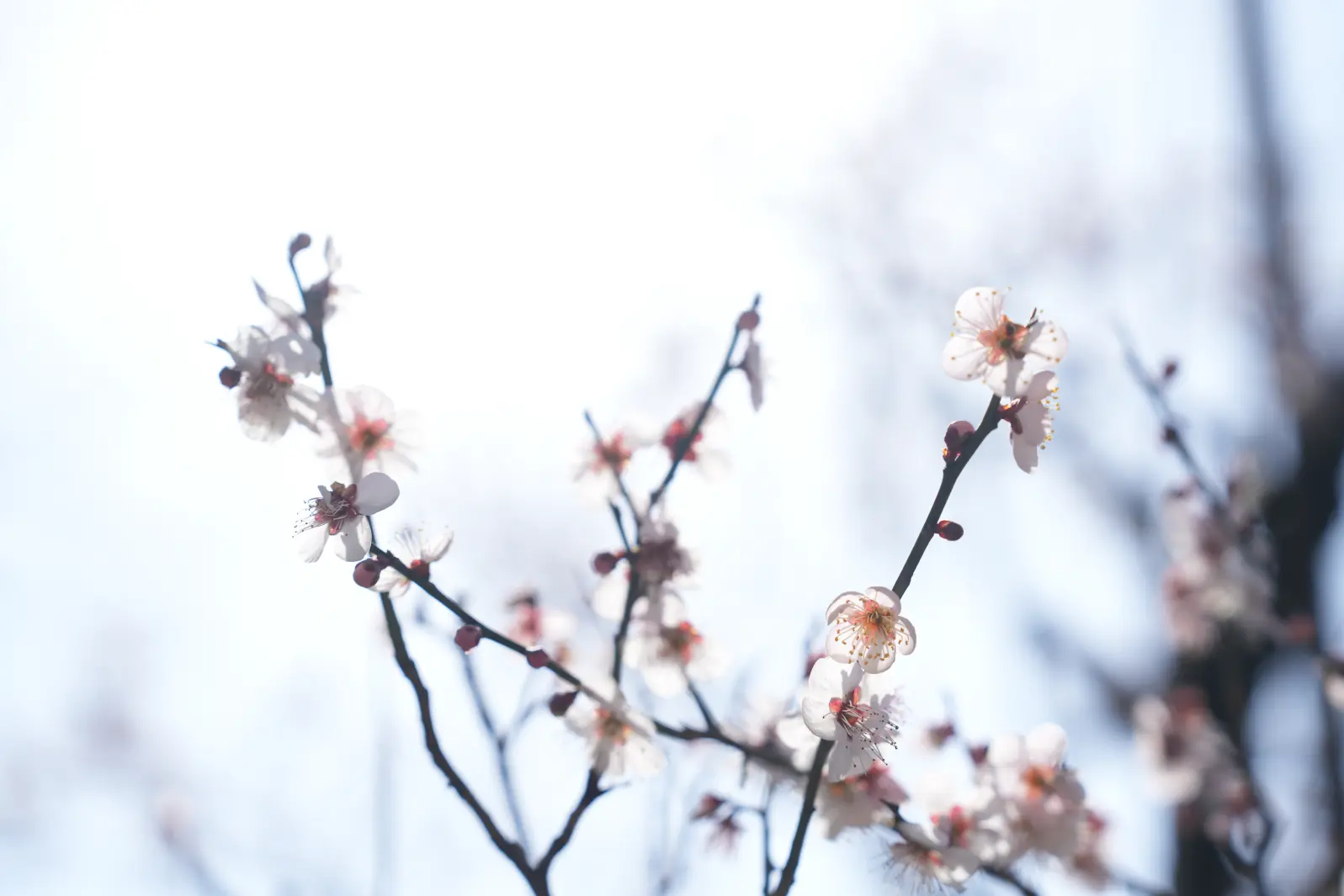早春は梅！【時期： 2月下旬～３月上旬頃】-2