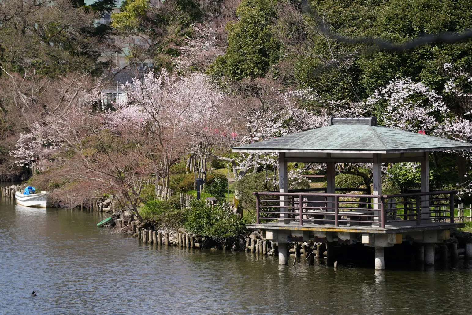 春は、桜！　【時期：4月上旬~4月中旬頃】-0