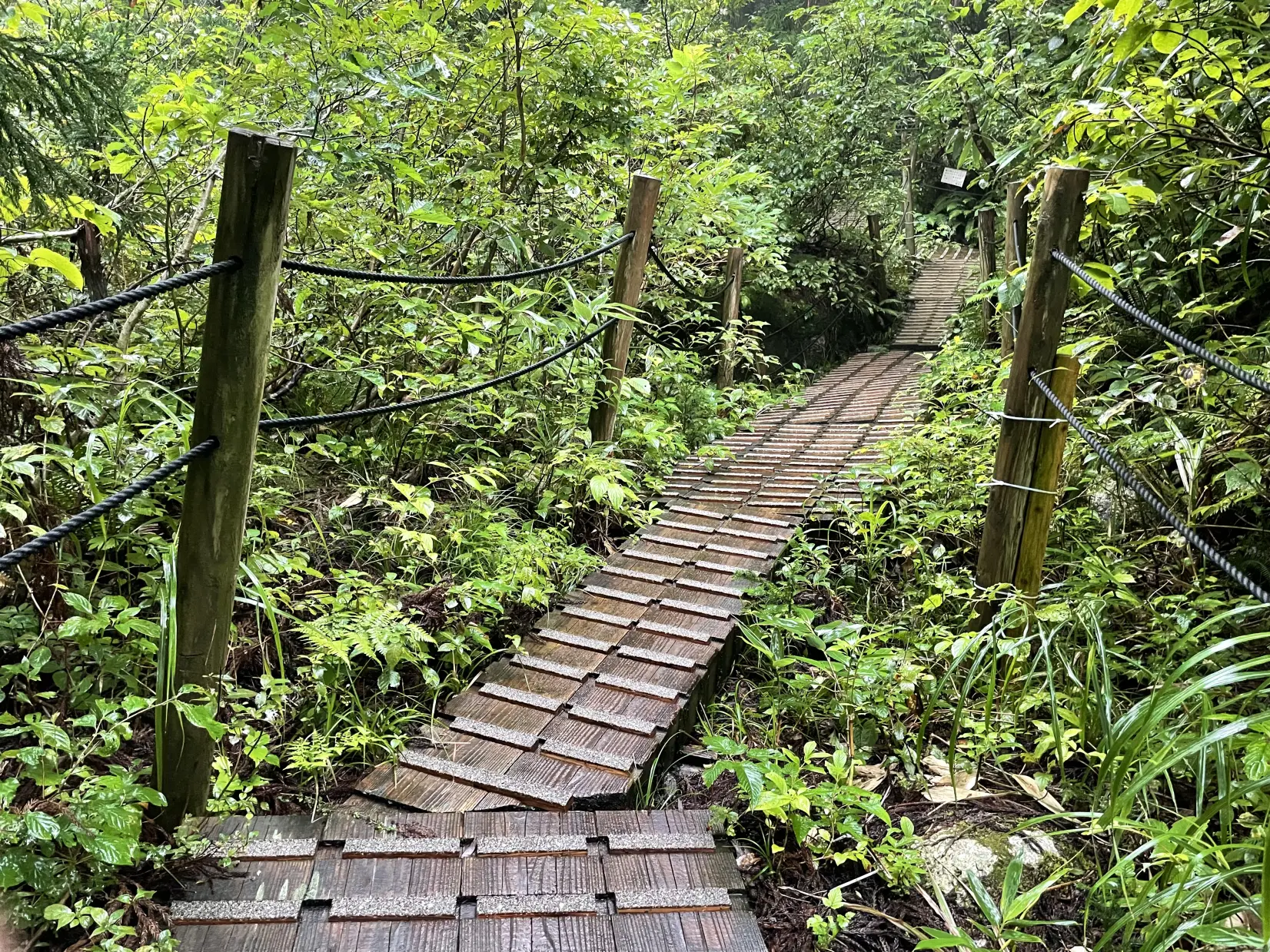 洞杉観察道へいざ突入！-2