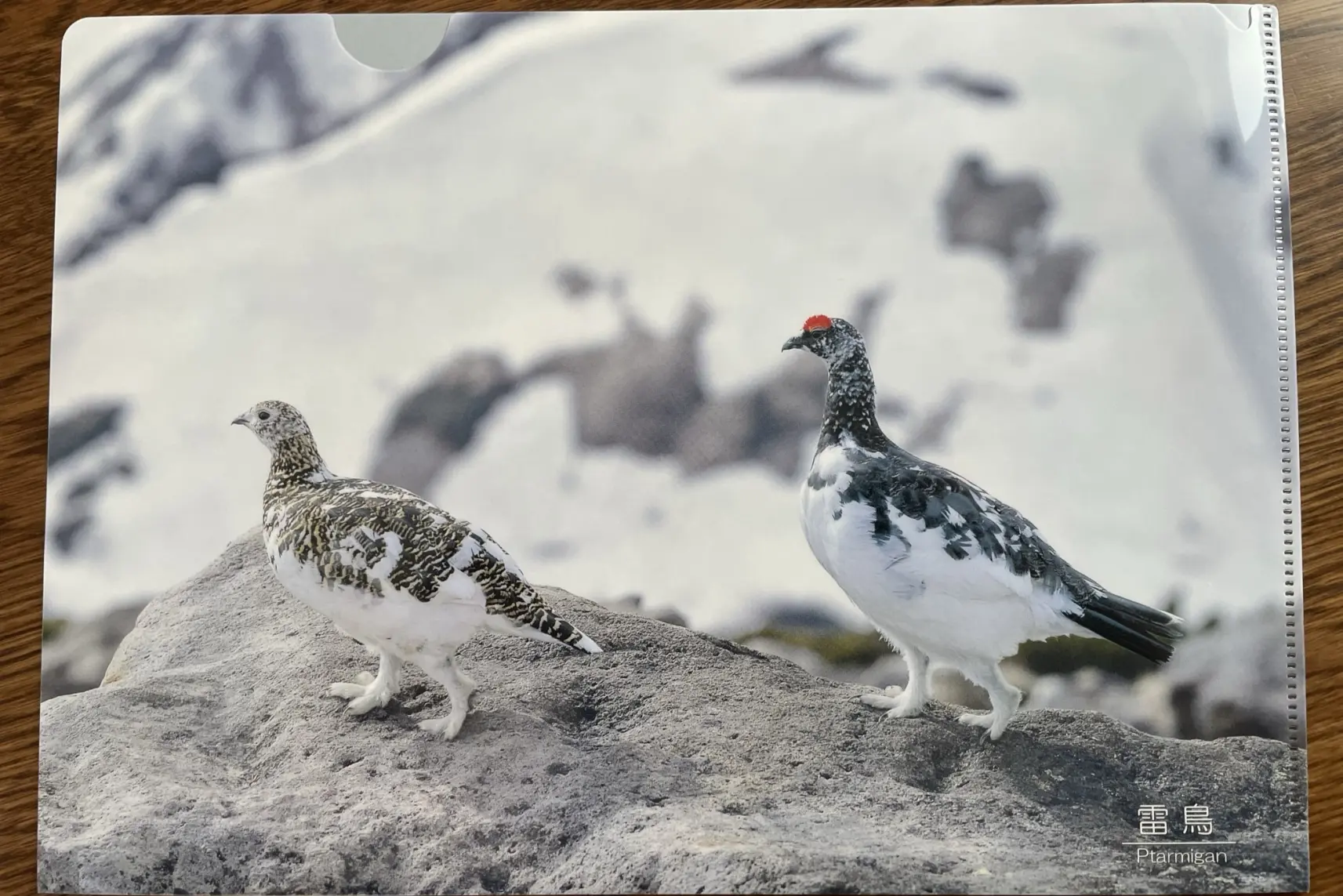 ４．写真が秀逸！「雷鳥のクリアファイル」-0