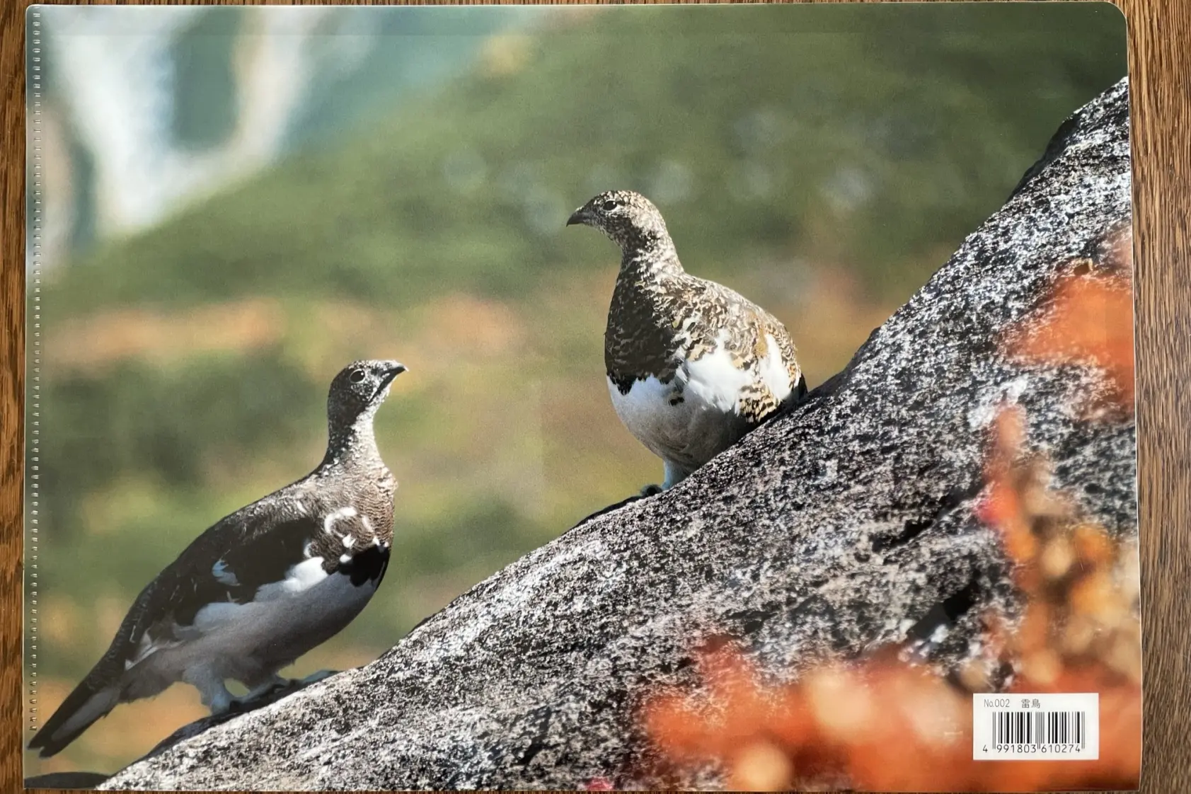 ４．写真が秀逸！「雷鳥のクリアファイル」-1