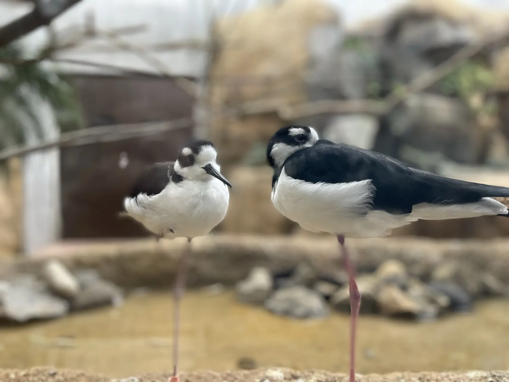 2022年9月にオープンしたばかりの「熱帯鳥類館バードピア」-1