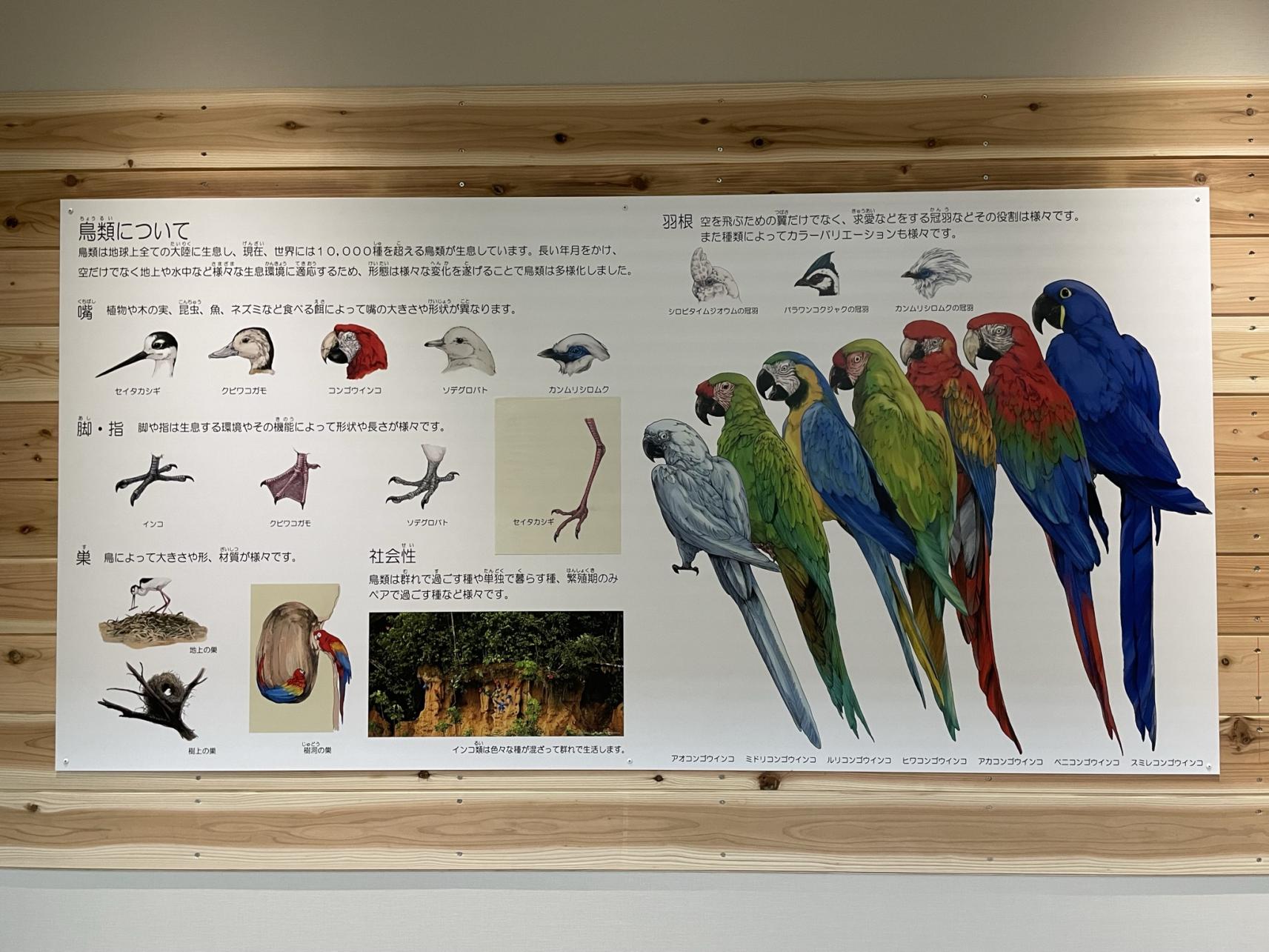 2022年9月にオープンしたばかりの「熱帯鳥類館バードピア」-6