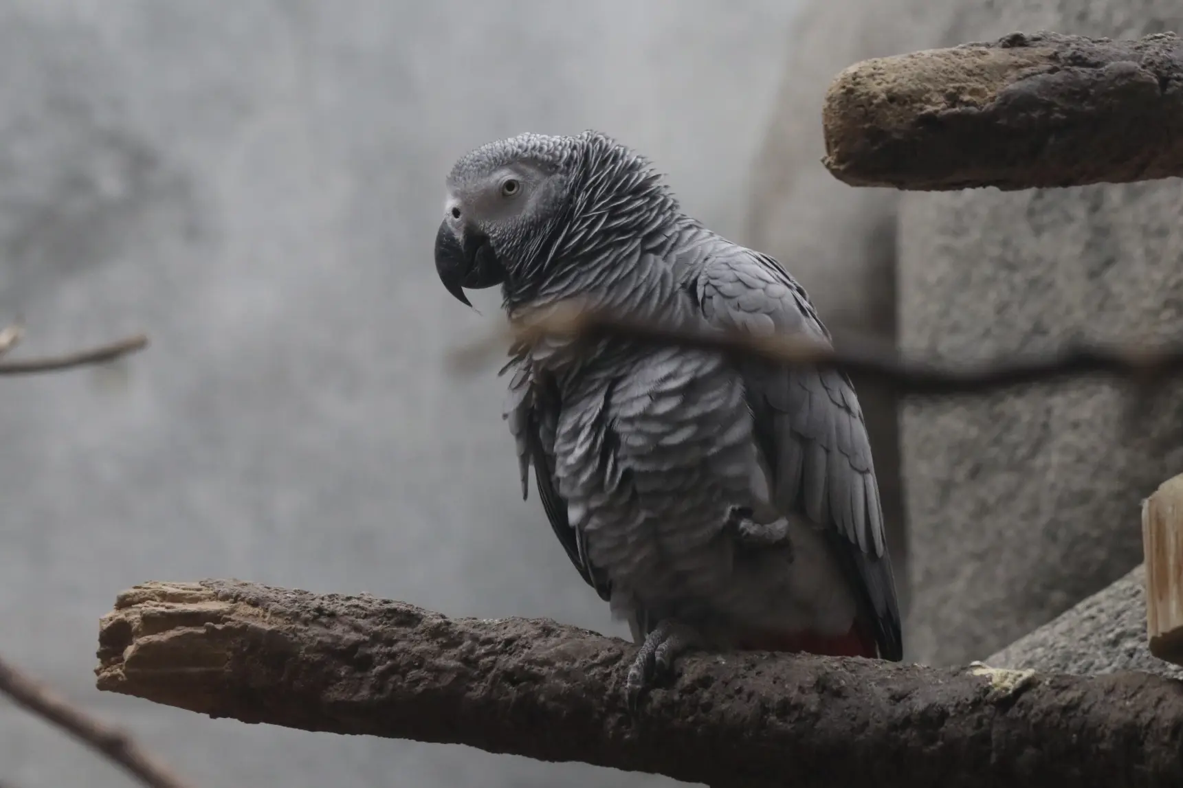 2022年9月にオープンしたばかりの「熱帯鳥類館バードピア」-2