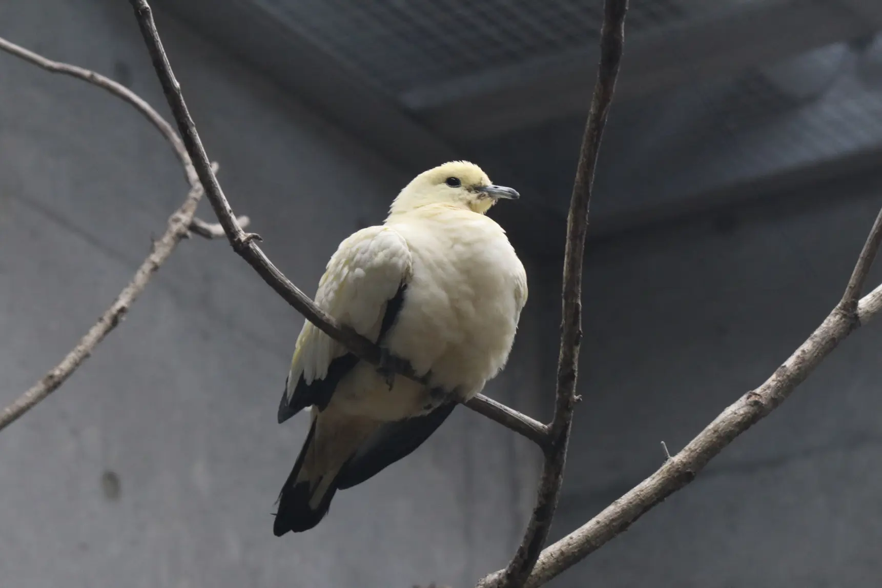 2022年9月にオープンしたばかりの「熱帯鳥類館バードピア」-3