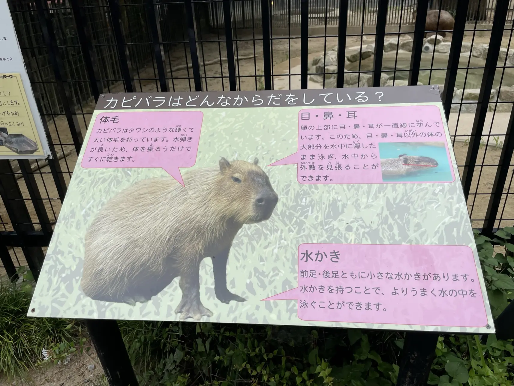 「カピバラの湯」で、ほっこり気分に-3