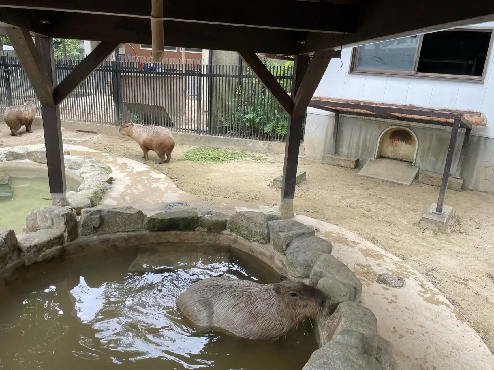 「カピバラの湯」で、ほっこり気分に-1
