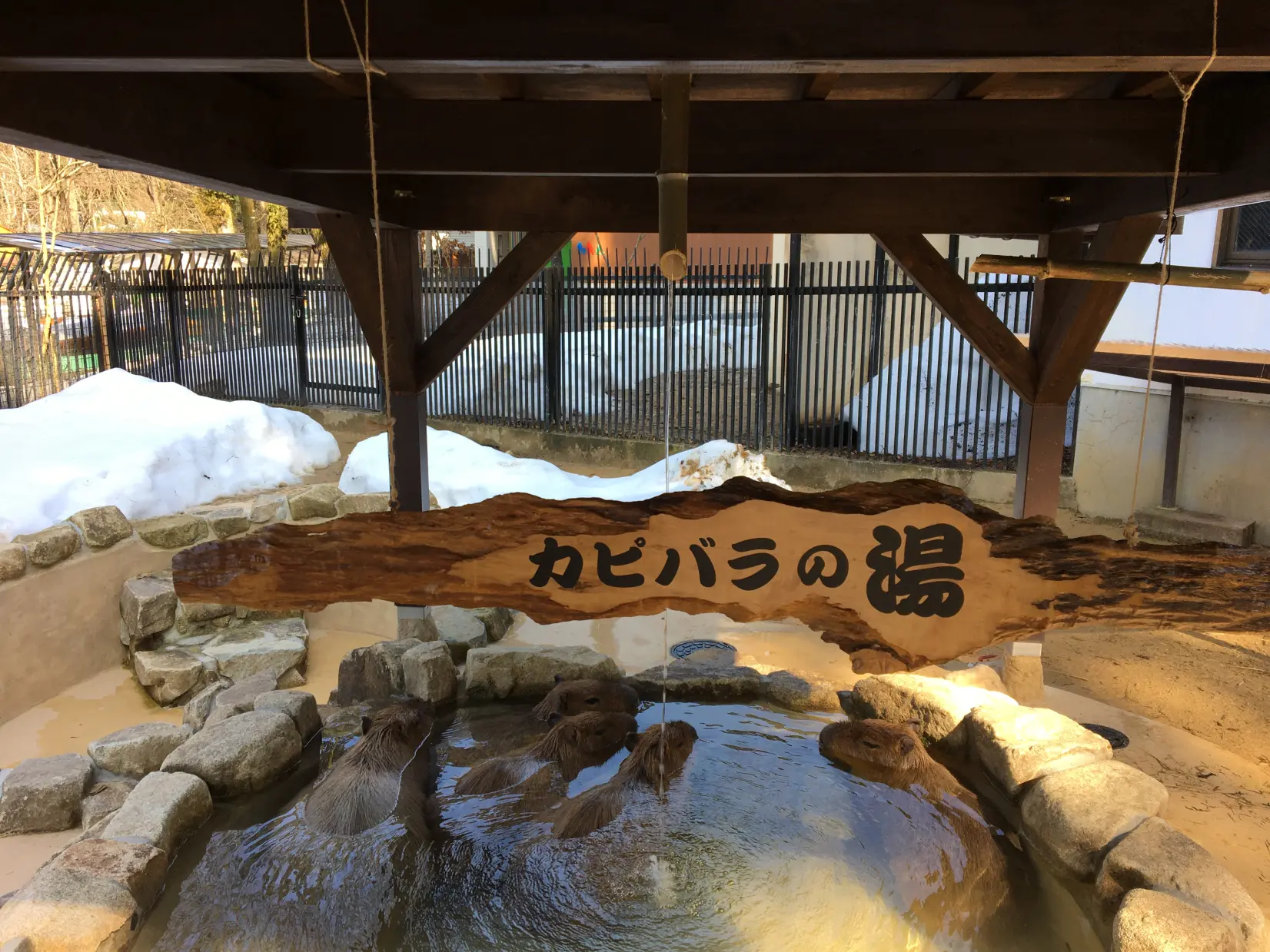 「カピバラの湯」で、ほっこり気分に-0