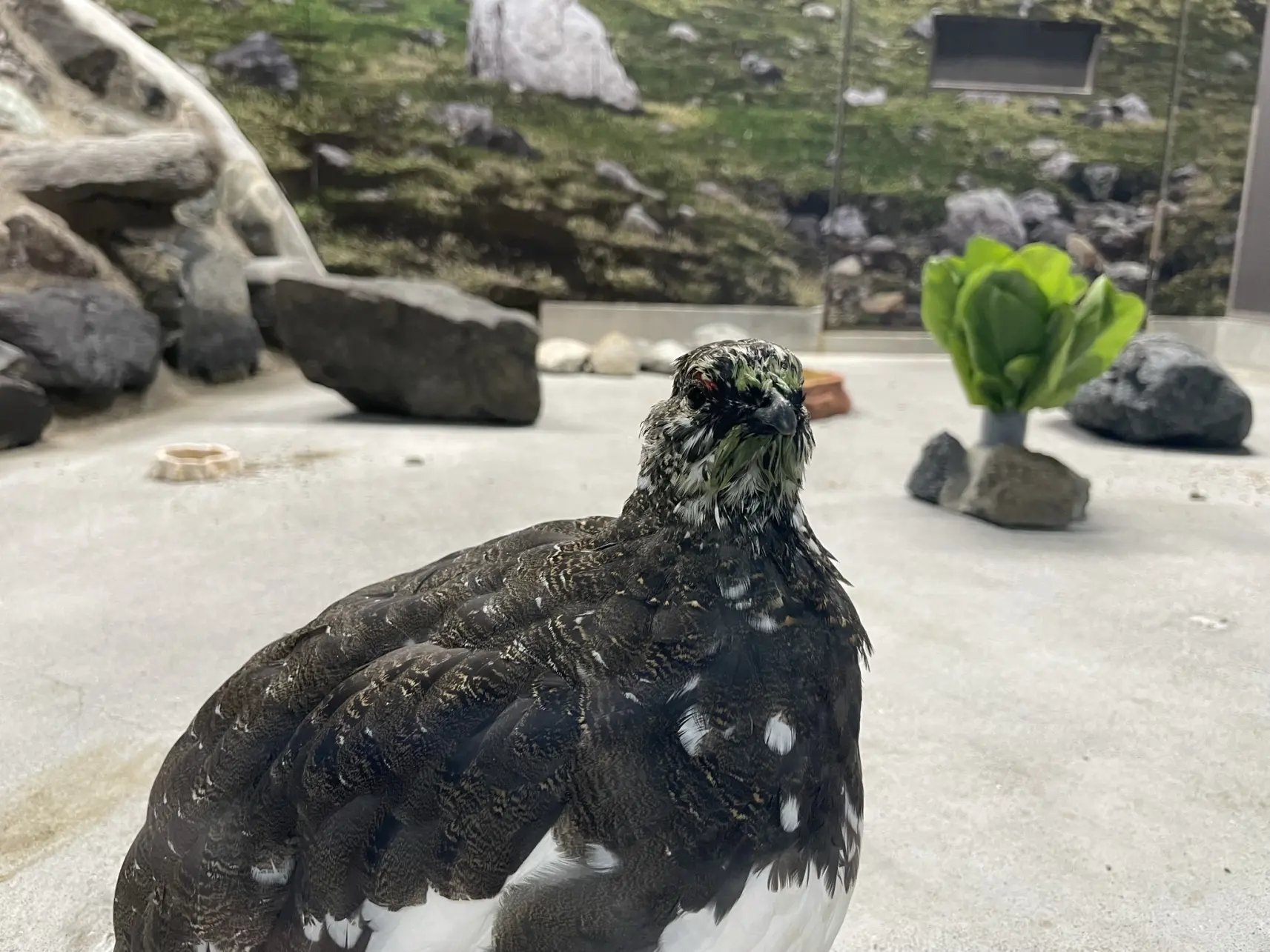 ライチョウを間近で見られる！-2