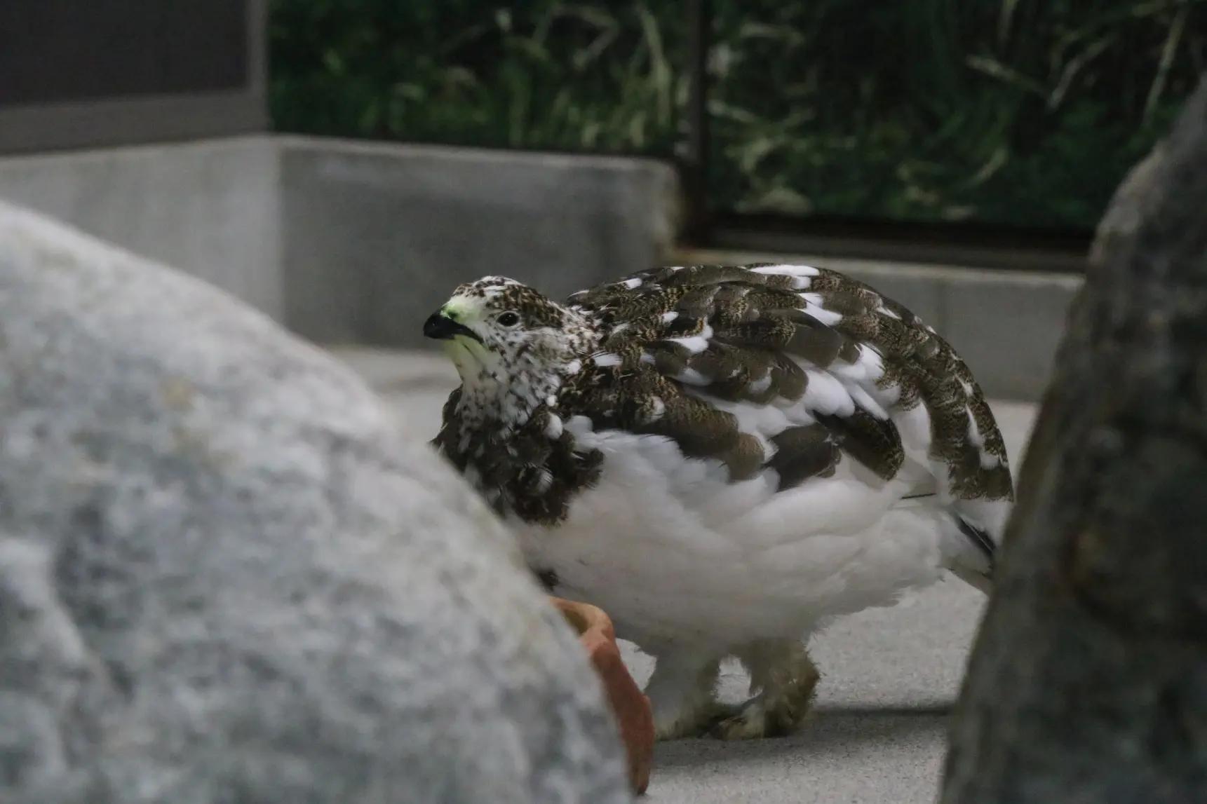ライチョウを間近で見られる！-0