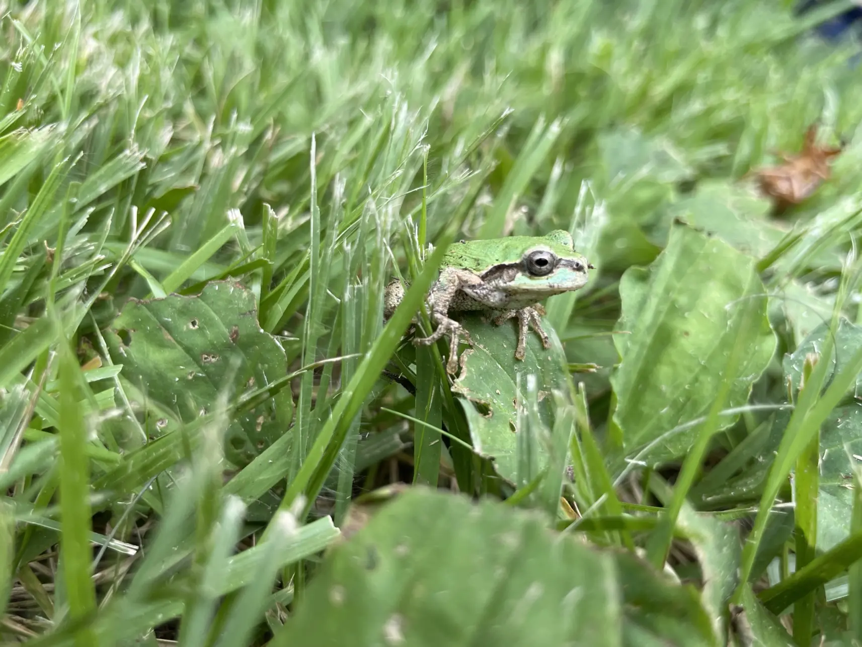 公園があり、芝生のうえで思う存分遊べる-2