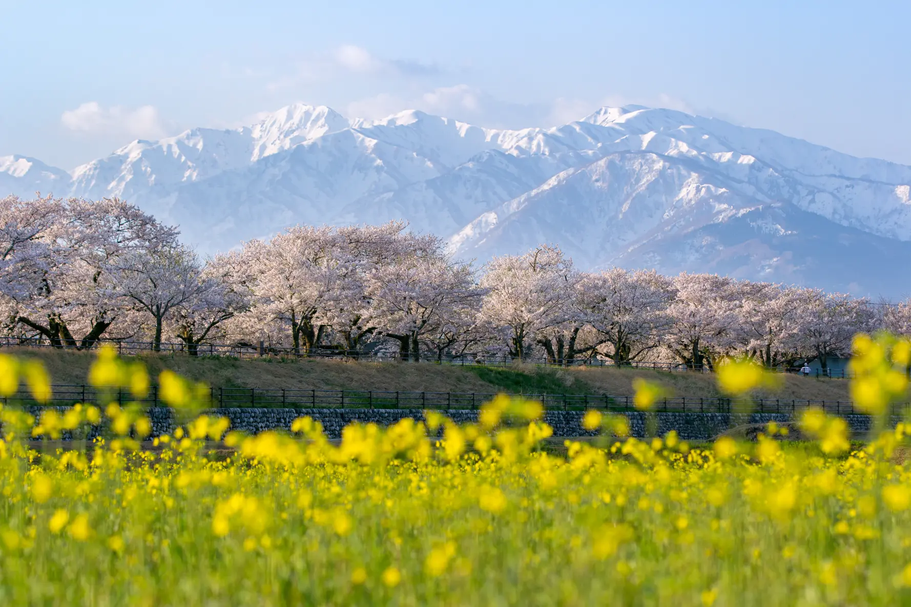 春の風景①「春の四重奏（舟川べり）（朝日町）」-1