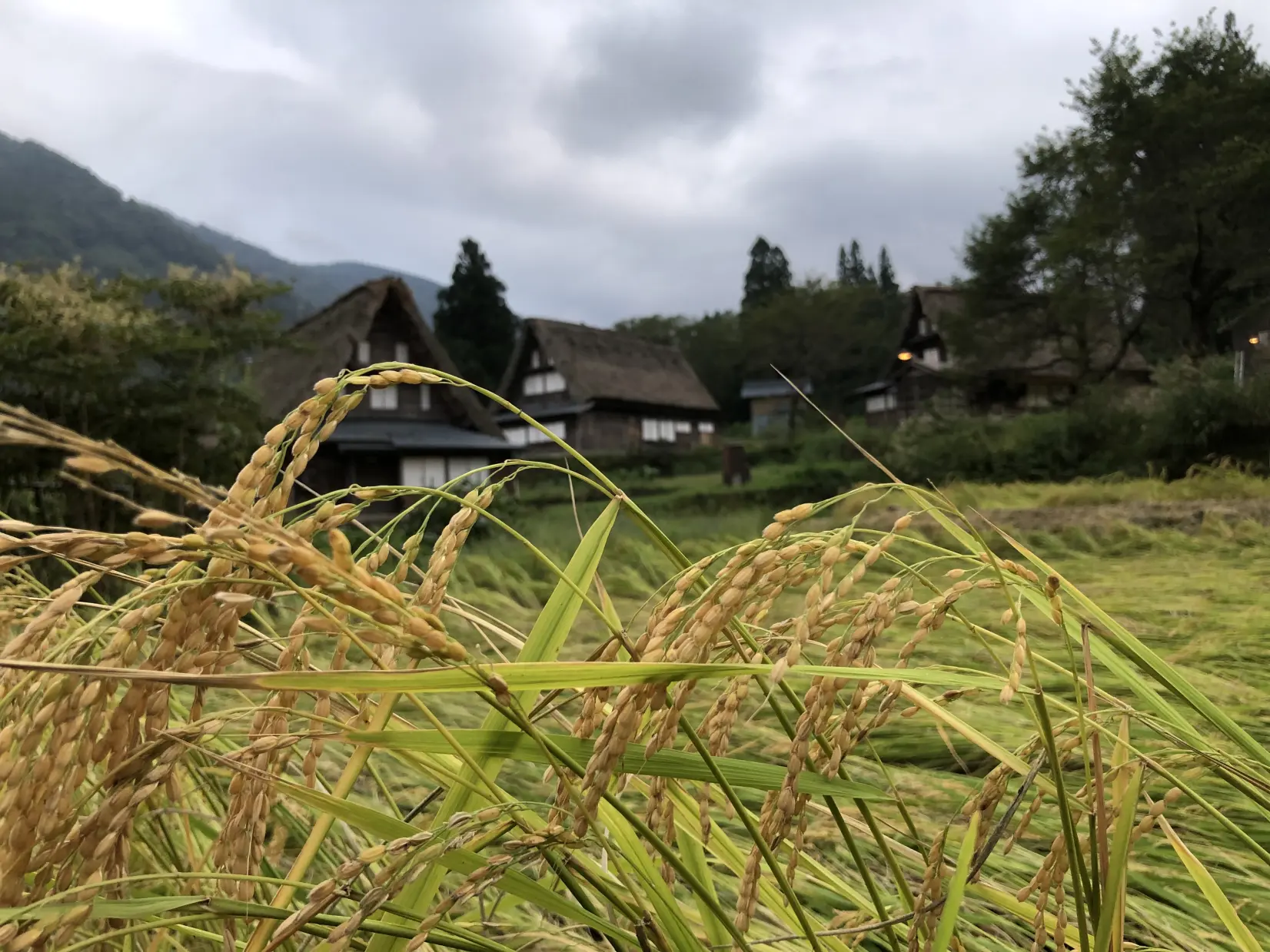 秘境「五箇山」での田畑オーナー事業は大きく三つ！最高の景色に囲まれて、米・赤かぶ・蕎麦を育てよう！-0