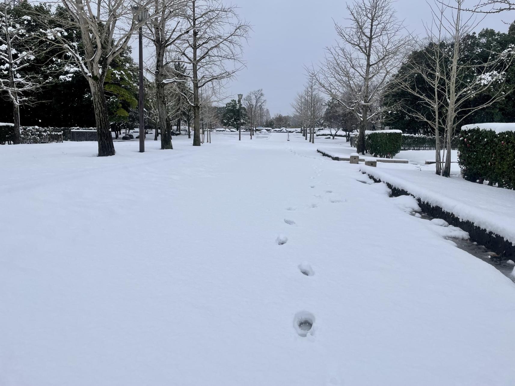 雪遊びに最適な場所「稲荷公園」-2