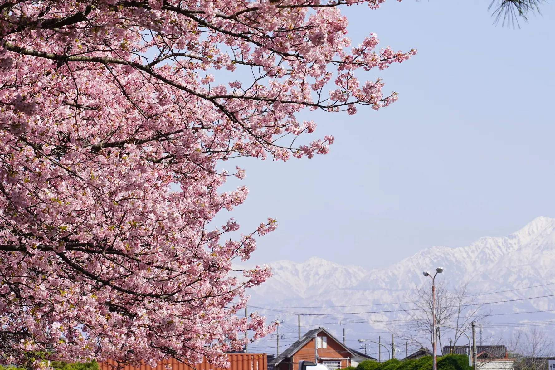 【オススメ１】　春を先取り！咲き誇る「三菱ケミカル・富山事業所」の河津桜！-1