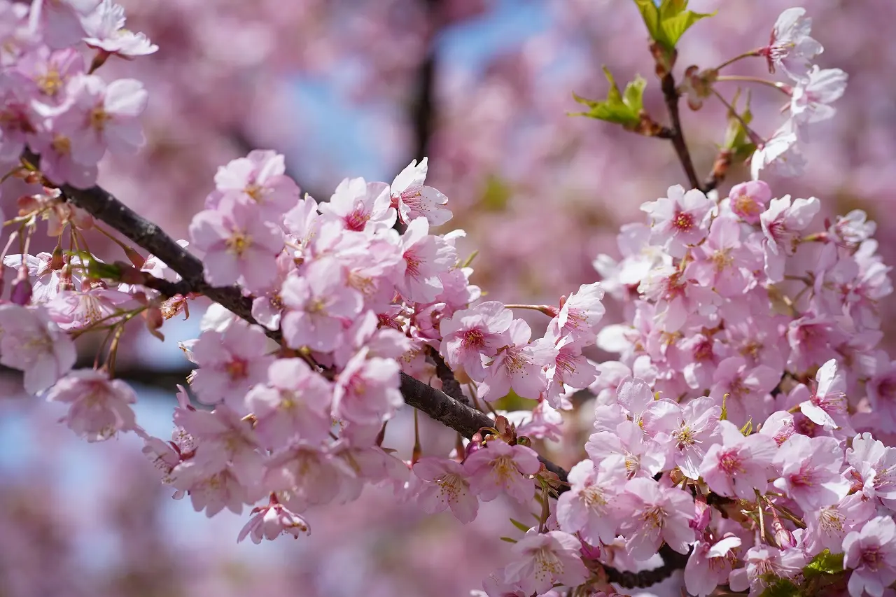 【オススメ１】　春を先取り！咲き誇る「三菱ケミカル・富山事業所」の河津桜！-4