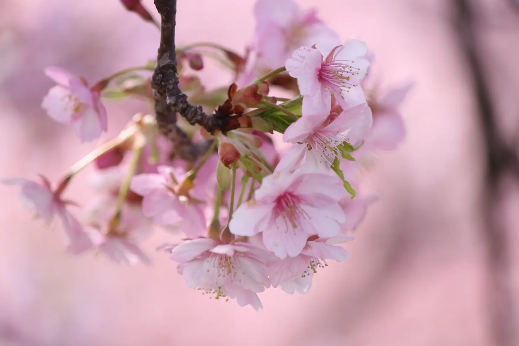 【オススメ１】　春を先取り！咲き誇る「三菱ケミカル・富山事業所」の河津桜！-3