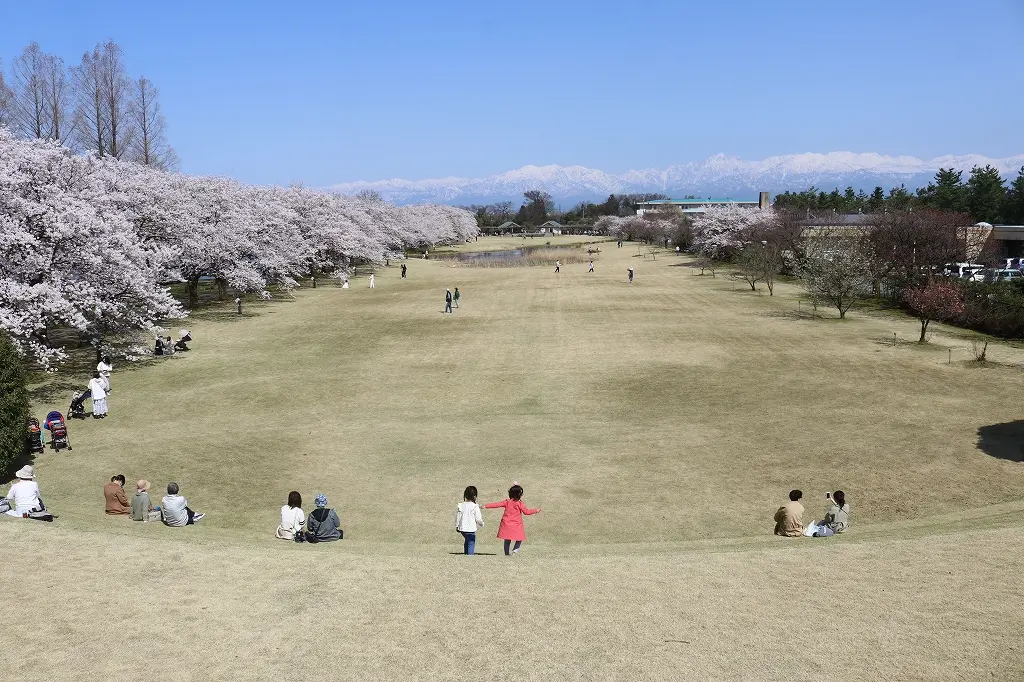 【オススメ２】「富山県中央植物園」の「さくらまつり」！-0