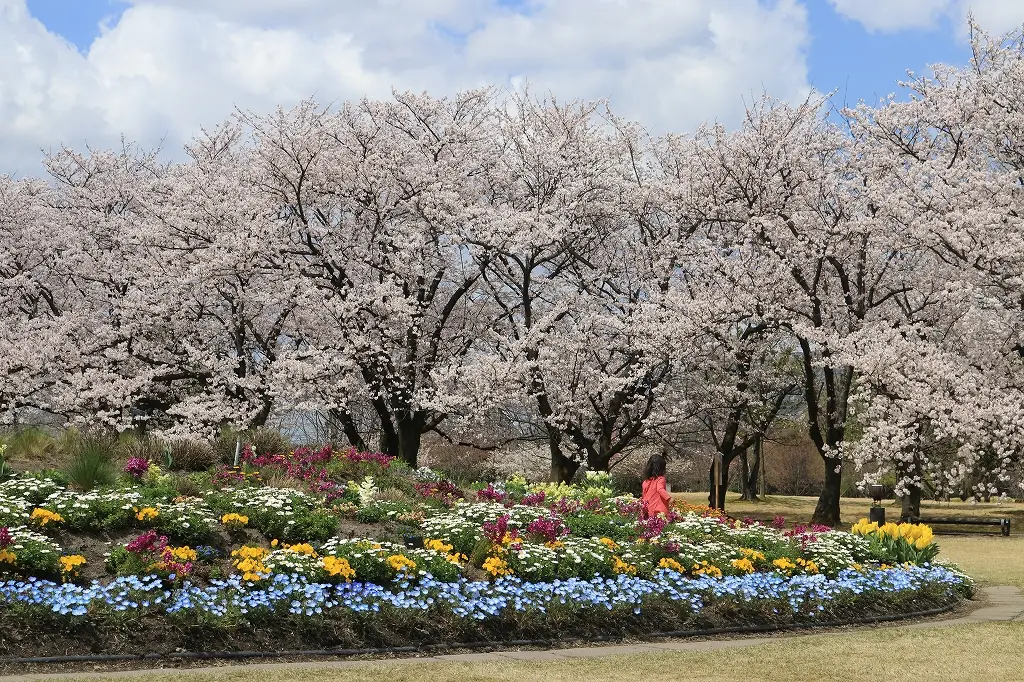【オススメ２】「富山県中央植物園」の「さくらまつり」！-3