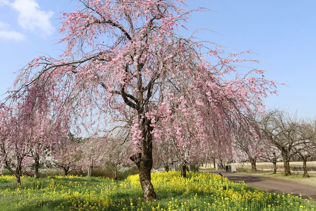 【オススメ２】「富山県中央植物園」の「さくらまつり」！-2