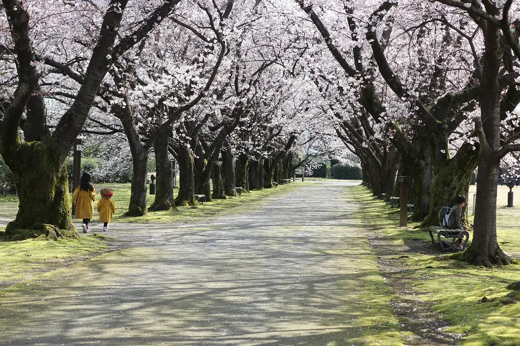 【オススメ２】「富山県中央植物園」の「さくらまつり」！-1