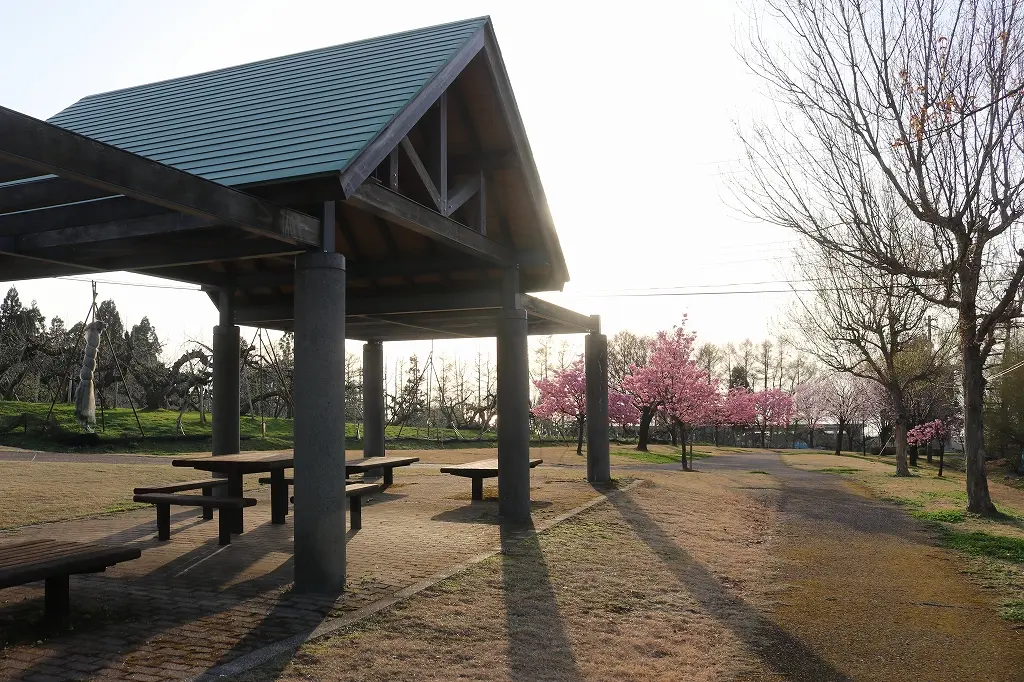【オススメ３】夕陽と桜のコラボレーションが見られる「魚津桃山運動公園」！-5