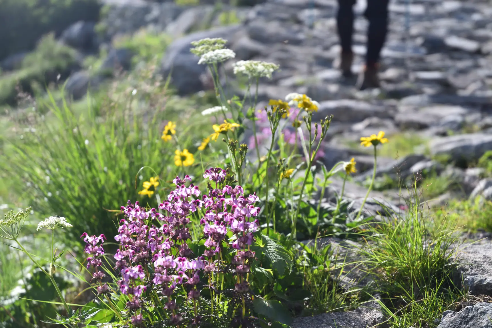 夏の室堂はお花畑-1