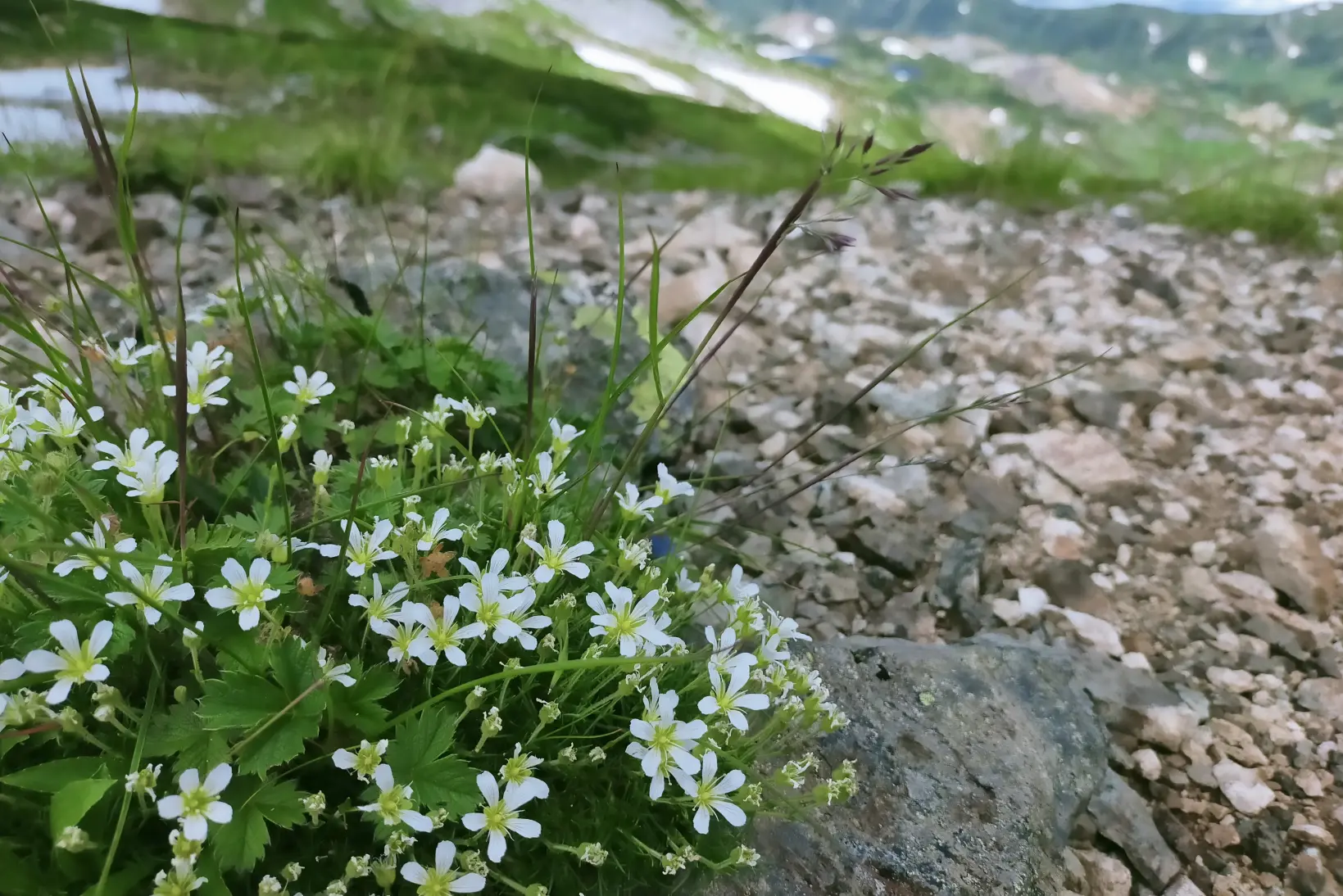 夏の室堂はお花畑-0