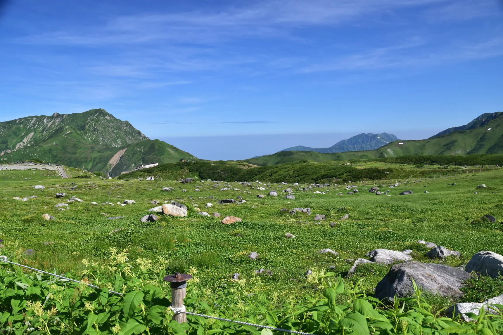 夏の室堂はお花畑-2